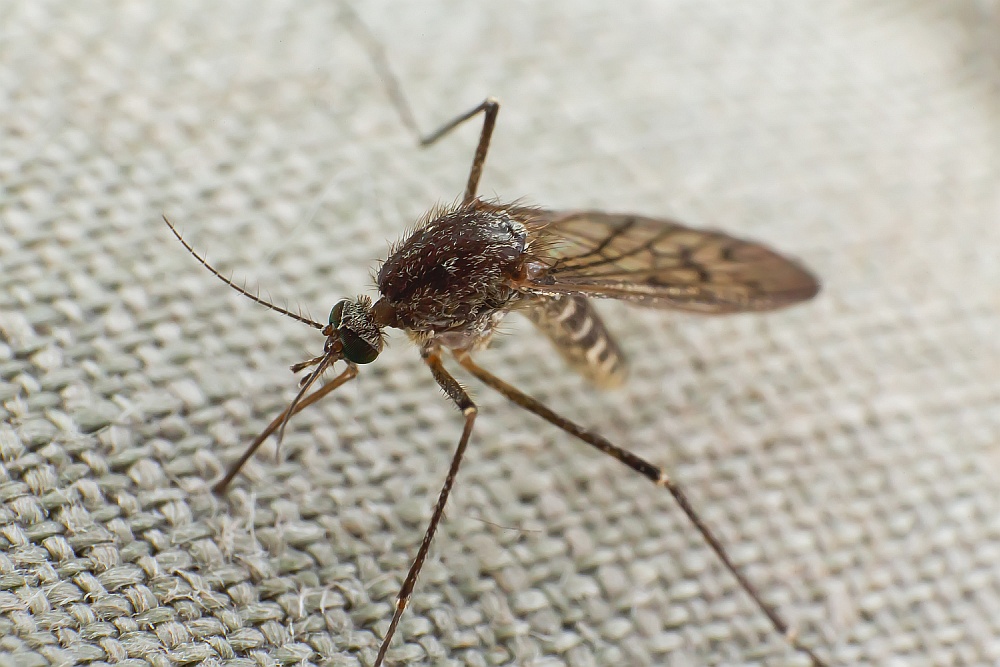 Lato – okres walki z komarami!
